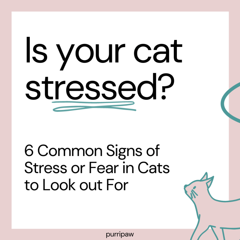 Is Your Cat Stressed Purripaw Infographic Carousel Page 1