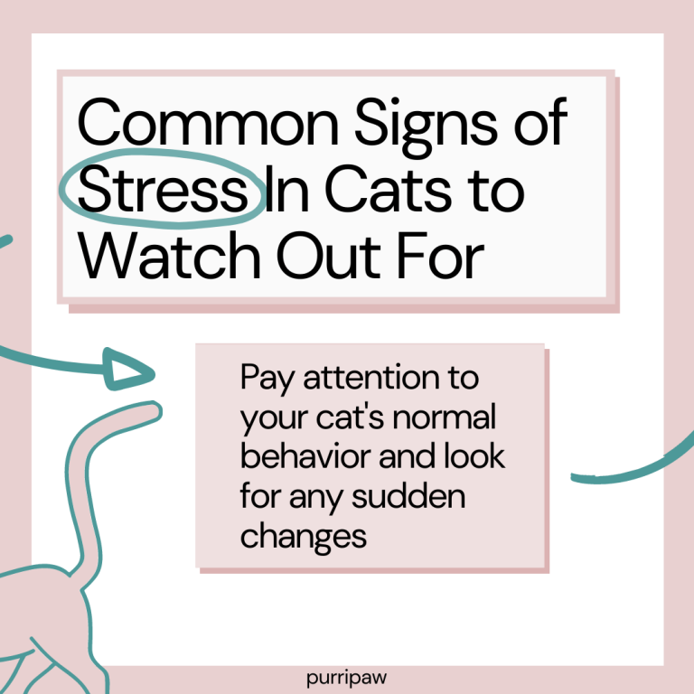 Is Your Cat Stressed Purripaw Infographic Carousel Page 2