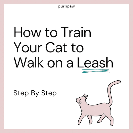 How to train your cat to walk on a leash step-by-step instructions purripaw illustration page 1