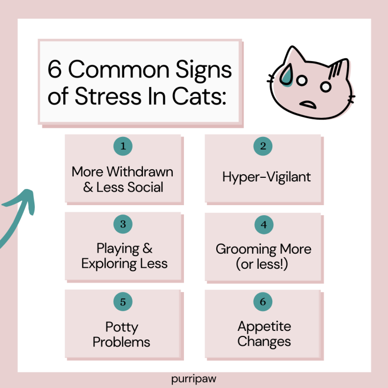 Is Your Cat Stressed Purripaw Infographic Carousel Page 3 - 6 common signs of stress in cats listed