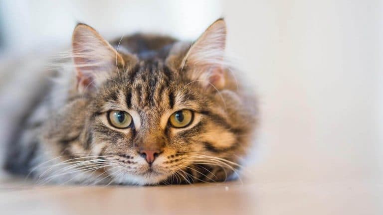 Long-Haired Tabby Cat Laying on the Floor
