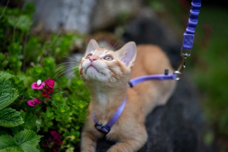 Orange Adventure Cat in Purple Harness and Leash