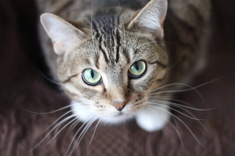 Closeup of Gray and Brown Tabby Cat With Green Eyes and Long Whiskers