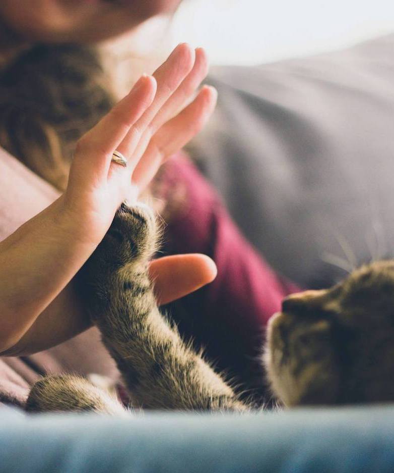 Woman and Cat High Five Close Up