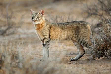 Felis Sylvestris Lybica - The African Wildcat all modern domestic cats come from