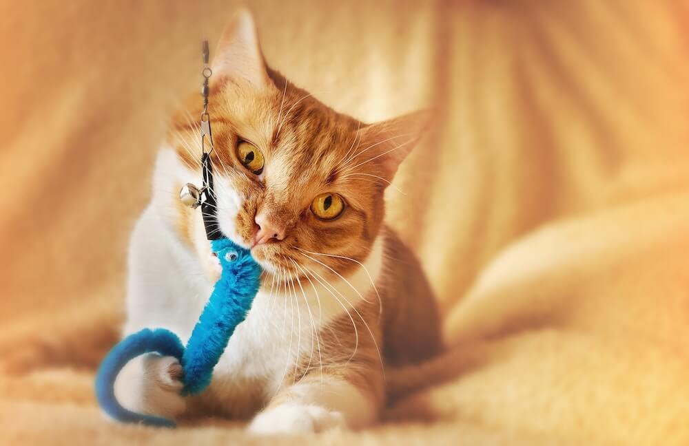 Orange Cat Playin With Blue Worm Toy On Yellow Background