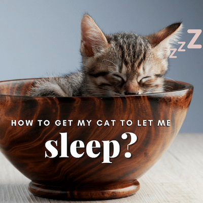 Cute Cat Sleeping in A Bowl With Added Text "How to Get My Cat to Let Me Sleep"